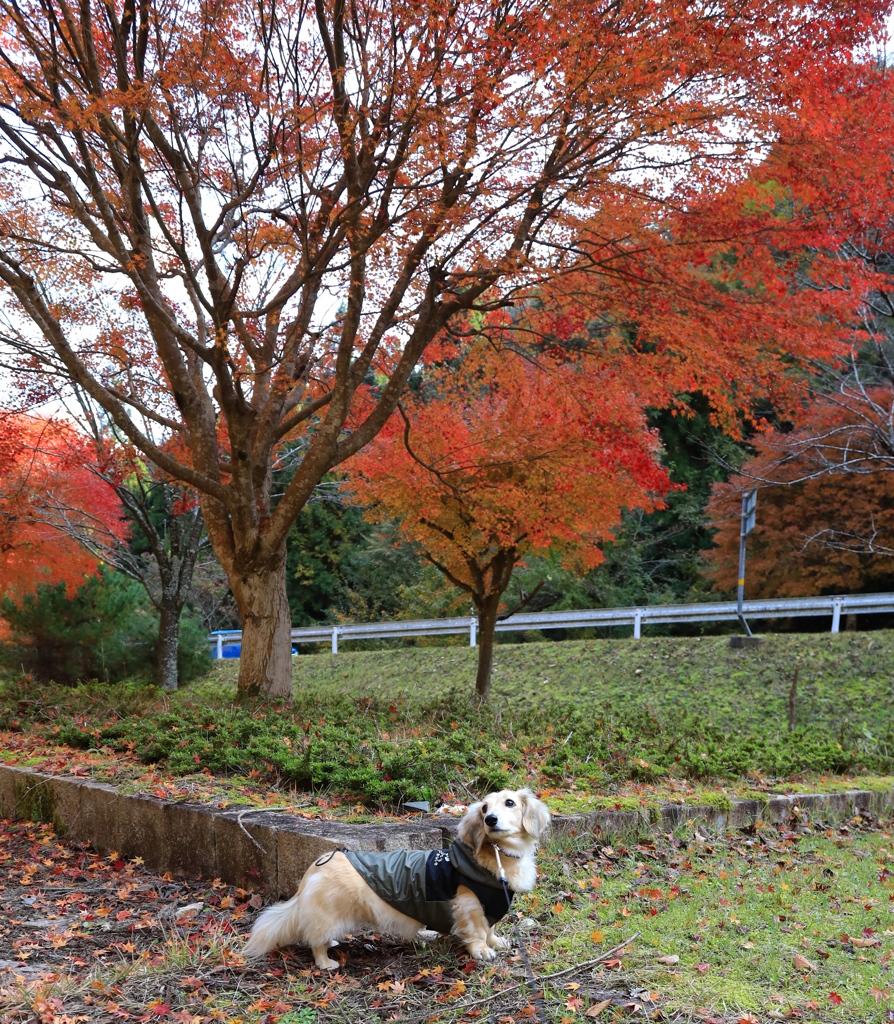 紅葉狩り　クウちゃんです