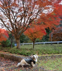 紅葉狩り　クウちゃんです
