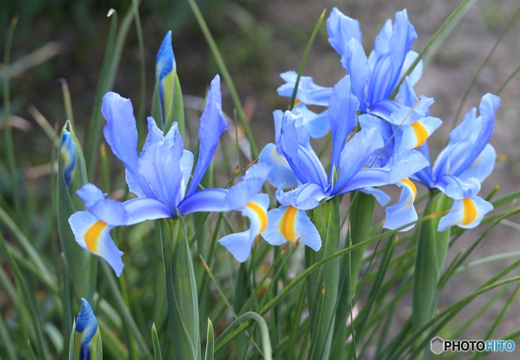 アヤメ？　家の近くにて