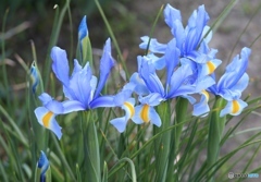 アヤメ？　家の近くにて