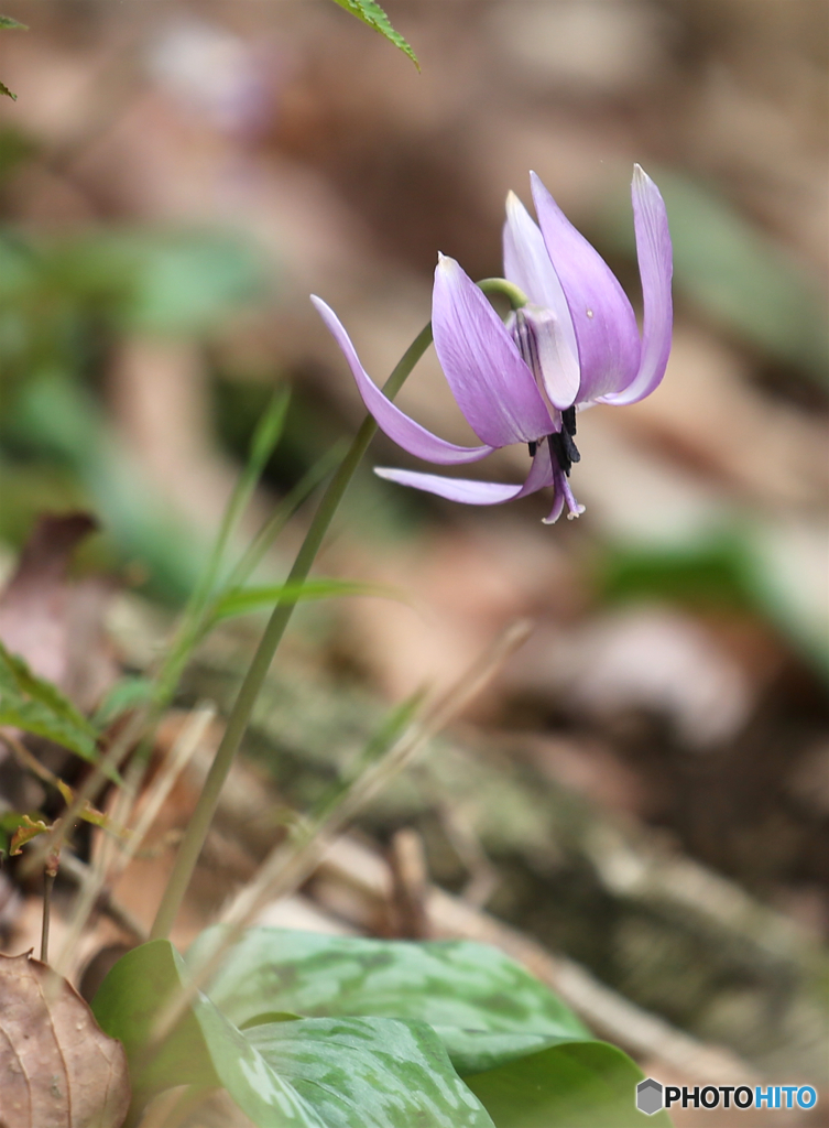 カタクリの里にて６