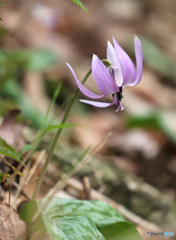 カタクリの里にて６