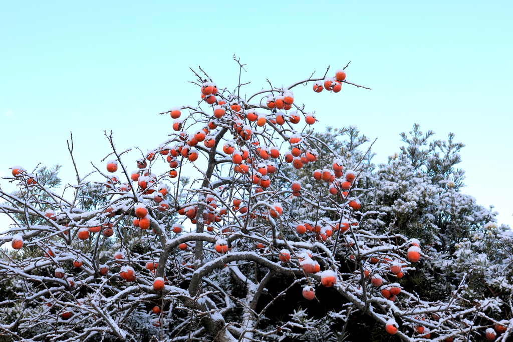 冬の朝１　散歩道にて　