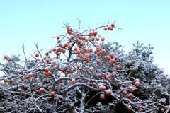 冬の朝１　散歩道にて　