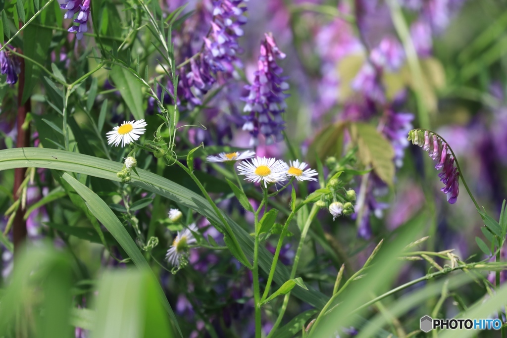 ジャングルだよ