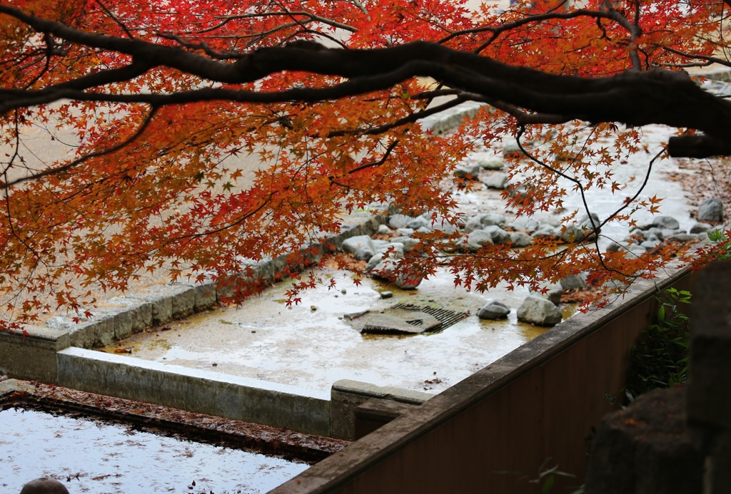 秋色（播磨中央公園）2