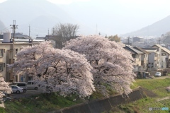 桜　故郷の風景