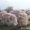 桜　故郷の風景
