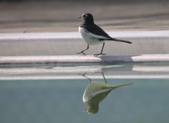 水辺の散歩