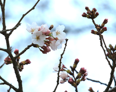 桜開花　ー夕暮れ時ー
