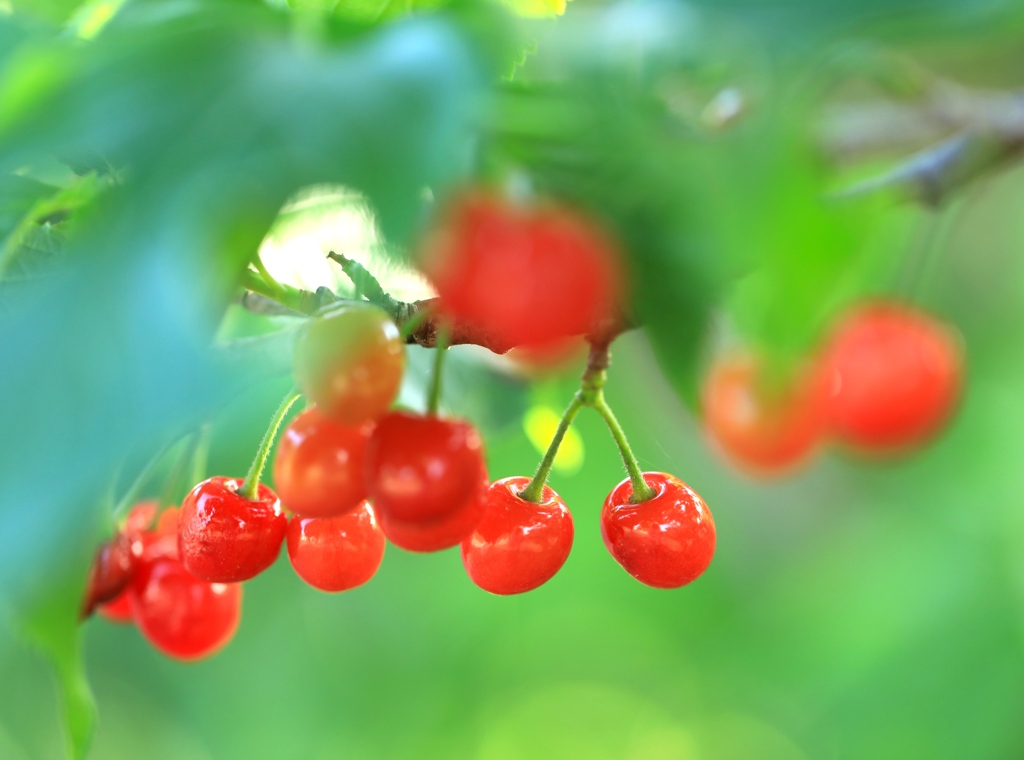 cherry その3