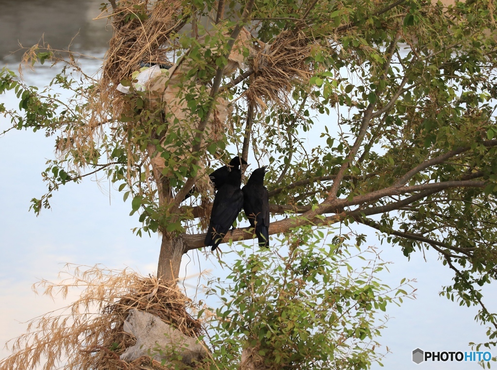 暑ぅて、おおじょしまっせ！