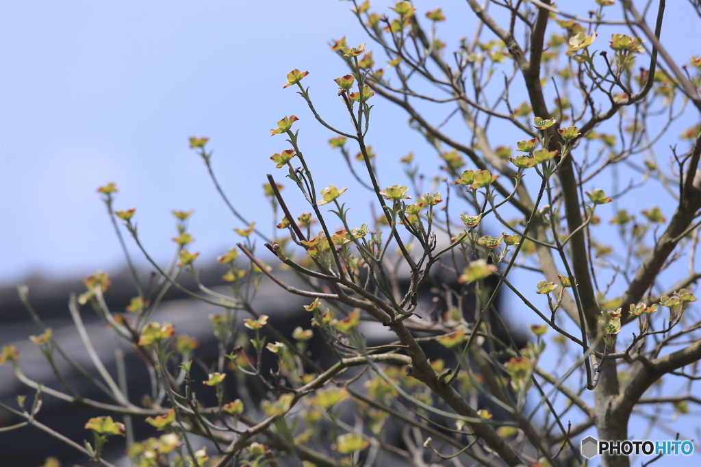 春ーハナミズキー２