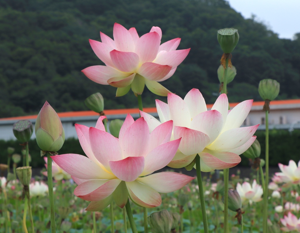 ヤマサ蒲鉾　蓮の花苑にて　その３