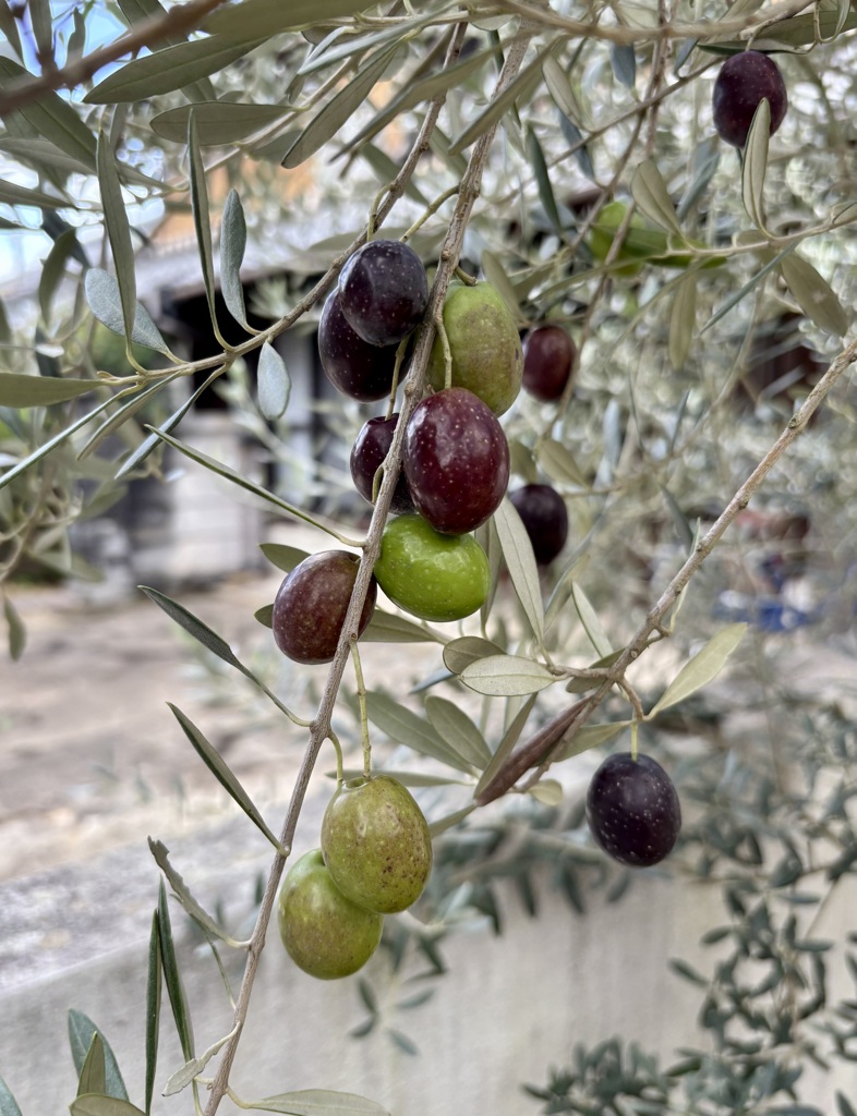 我が家のオリーブ　