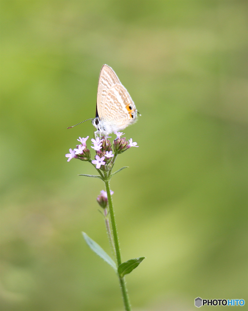 花とチョウ２ -a022試し撮り-