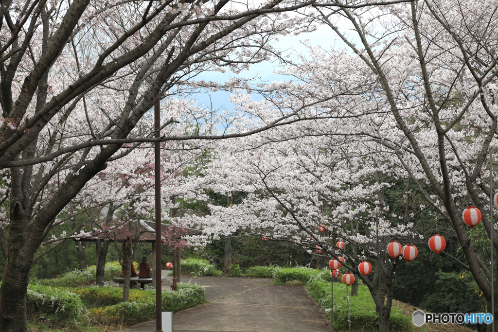 播磨中央公園　桜の園にて３