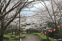 播磨中央公園　桜の園にて３