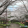 播磨中央公園　桜の園にて３