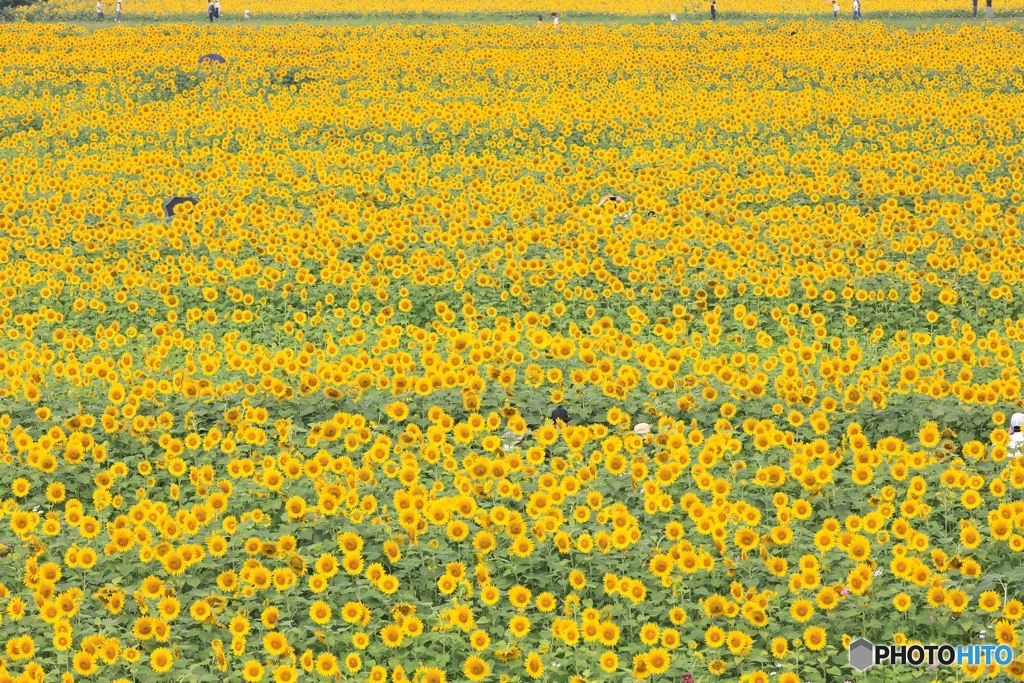 小野市　ひまわり公園にて３