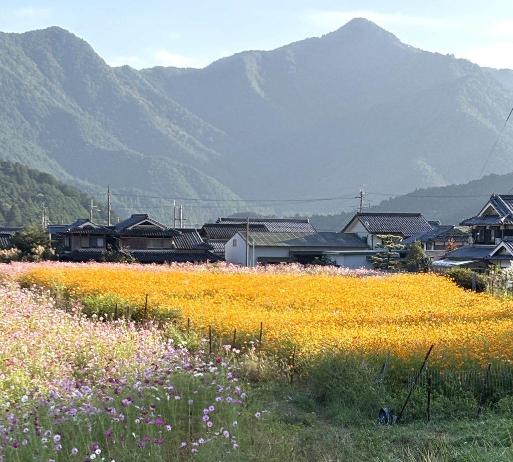 清住　コスモス園にて