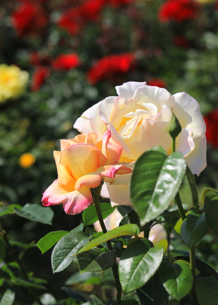 薔薇１　播磨中央公園にて