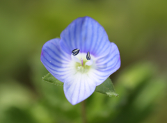 オオイヌノフグリ1