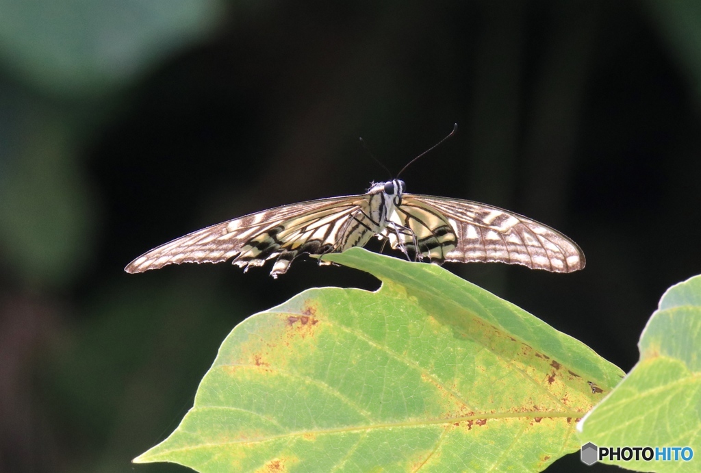 モスラ（分かるかな？）