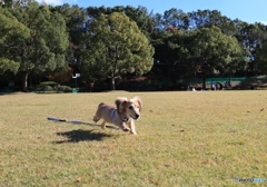 クウちゃん公園デビュー２