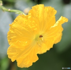 花の中から失礼します！
