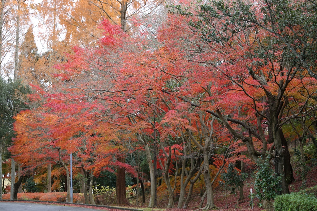 秋色（播磨中央公園）3