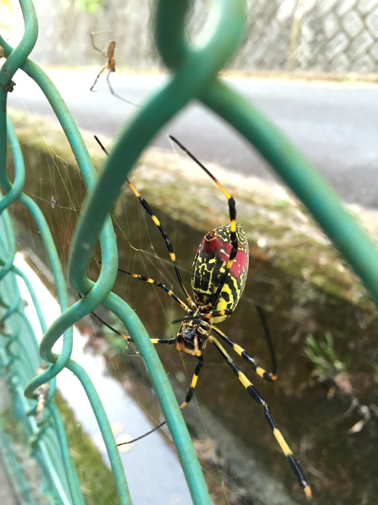 蜘蛛