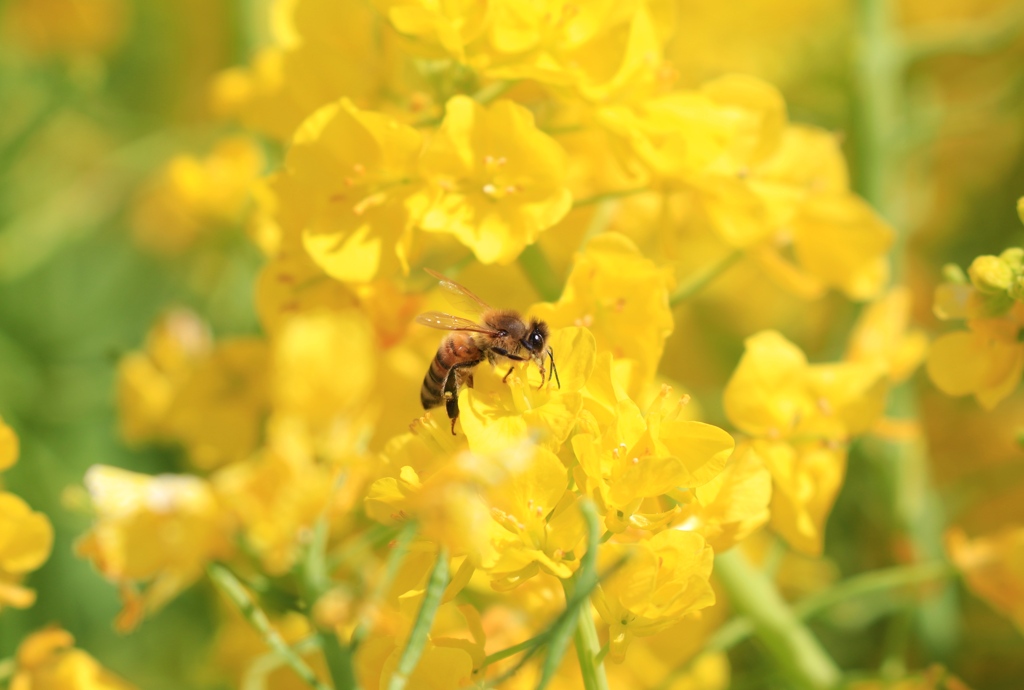 菜の花　フラワーセンターにて