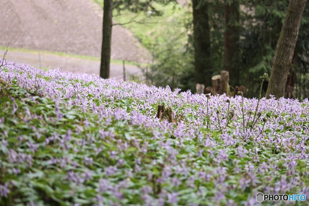 カタクリの里にて３