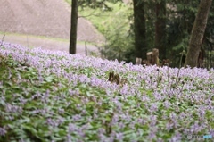 カタクリの里にて３