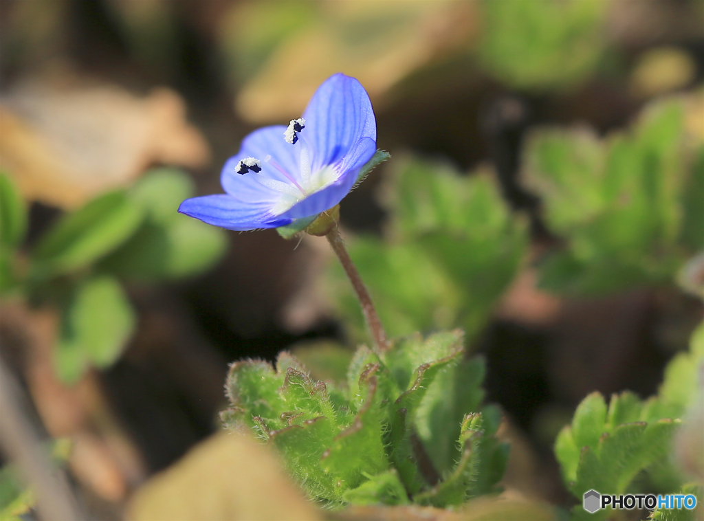 オオイヌノフグリ２