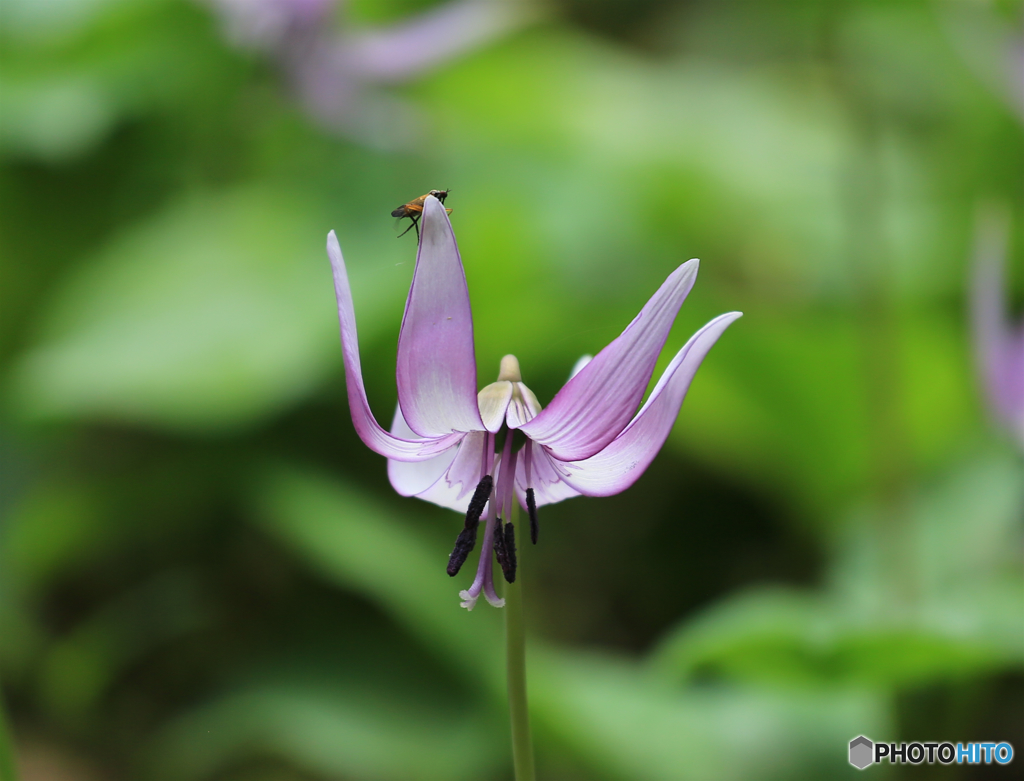 カタクリの花と虫さん