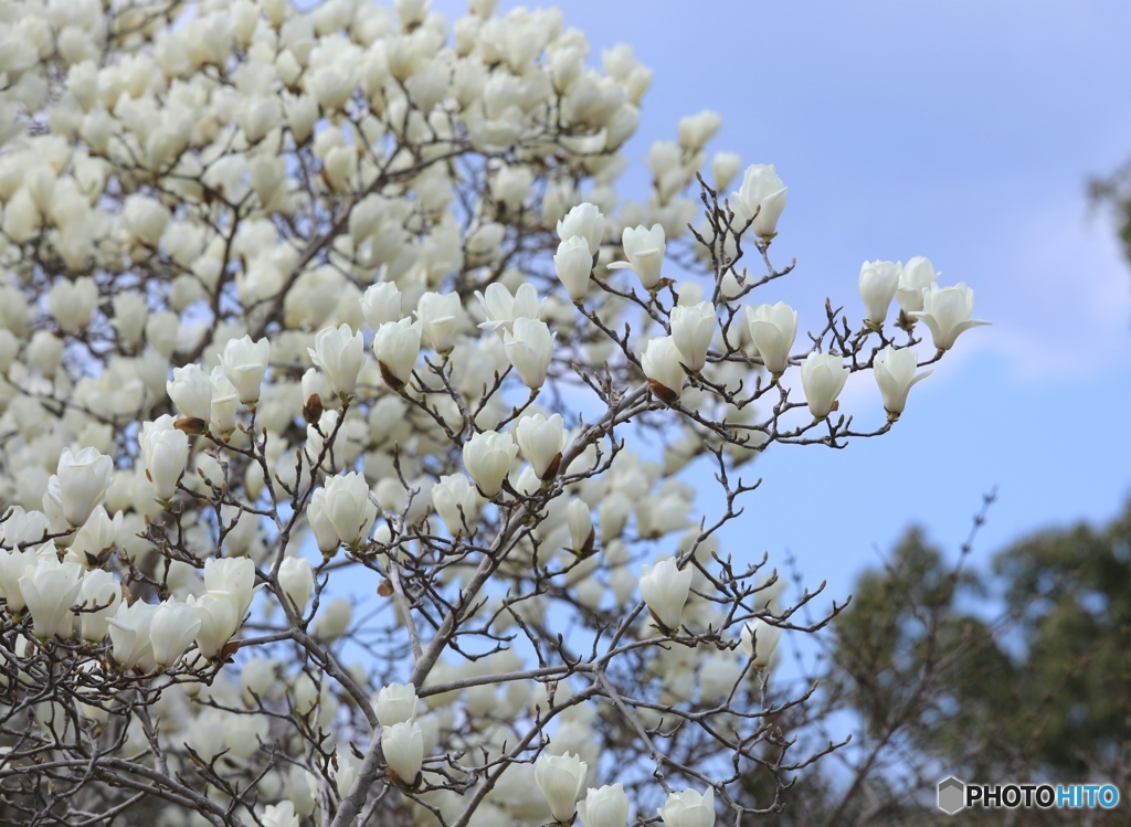 ハクモクレン２