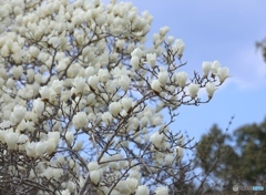 ハクモクレン２