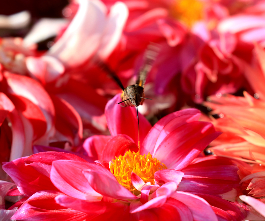 空中補給　フラワーセンターにて