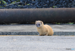 イタチさん 