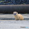 イタチさん 