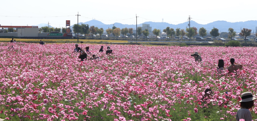 ひまわり公園にて