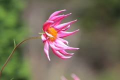 ダリア砲発射　フラワーセンターにて