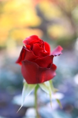 秋薔薇　余暇村公園にて