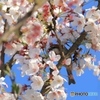 桜に埋もれて