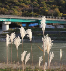 風に揺れるすすき