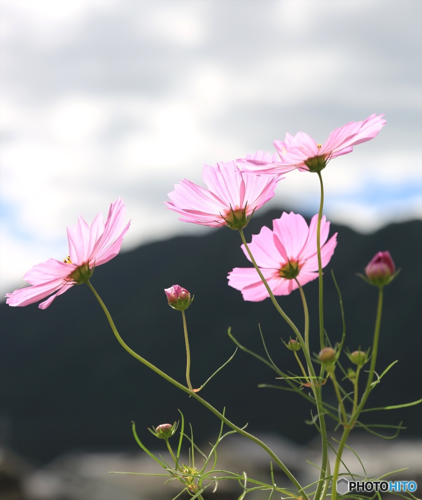 コスモス２