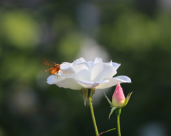 秋薔薇　余暇村公園にて