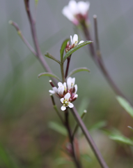タネツケバナ？